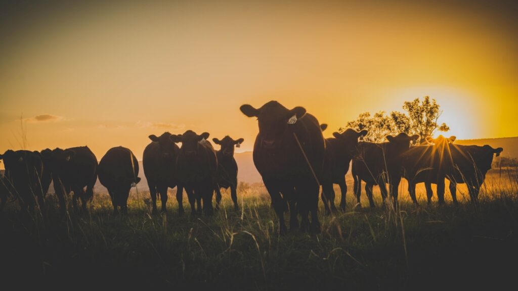 herd of cattle in silhouette at sunset